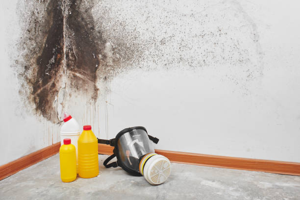 Trusted Brusly, LA Mold Removal Experts