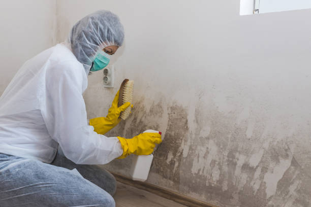 Mold Testing and Removal in Brusly, LA