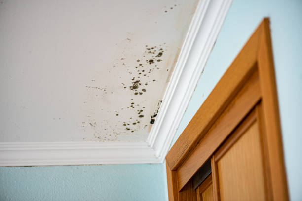 Best Affordable Mold Removal  in Brusly, LA