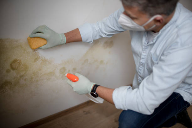 Best Same-Day Mold Removal  in Brusly, LA