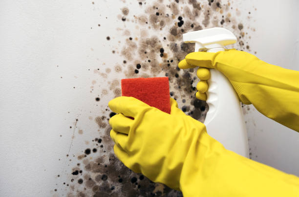 Best Fast Mold Removal  in Brusly, LA