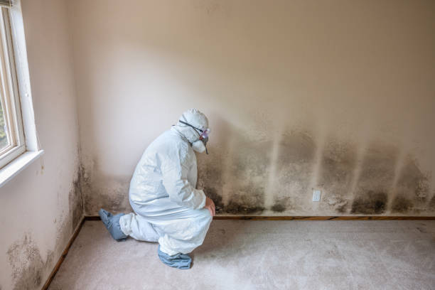 Best Mold Cleaning Services  in Brusly, LA