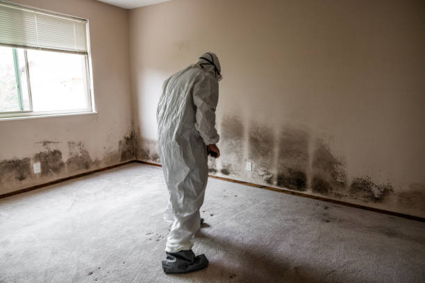 Best Mold Damage Repair  in Brusly, LA