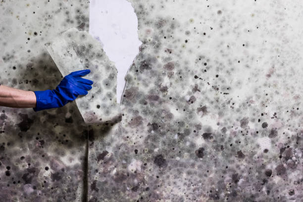 Best Office Mold Removal Services  in Brusly, LA