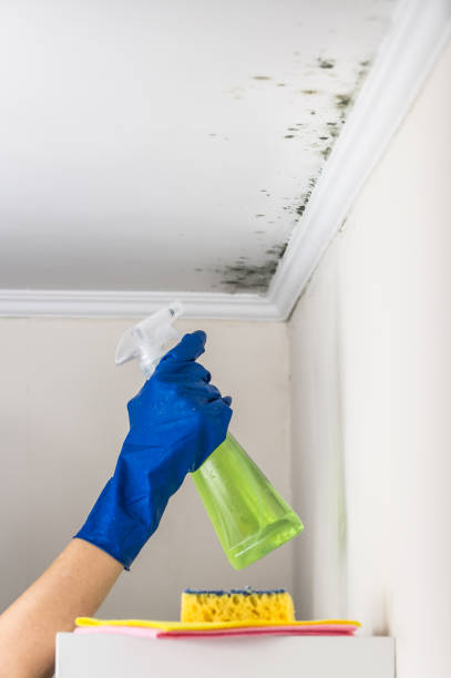 Reliable Brusly, LA Mold Removal Solutions